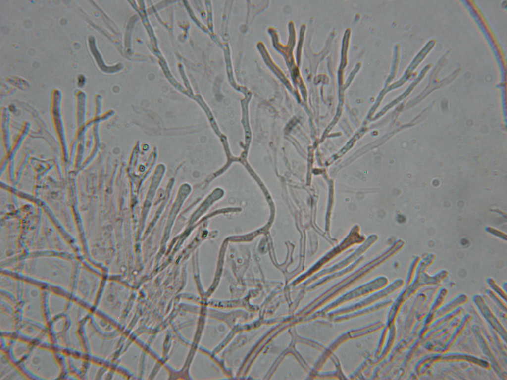 Calocera cornea  ......
